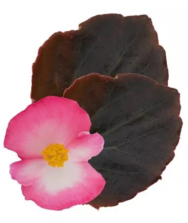 Begonia x semperflorens