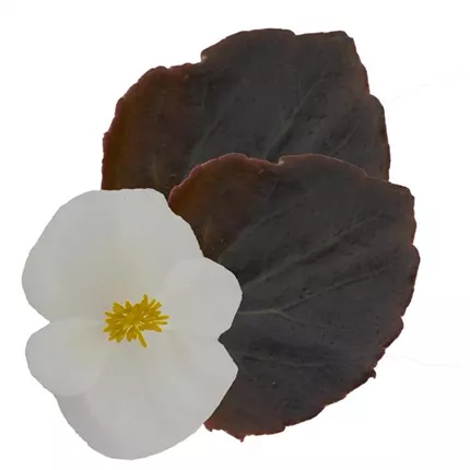 BEG_Bronco F1_White_408040_HIGH-RES_KATALOG.jpg