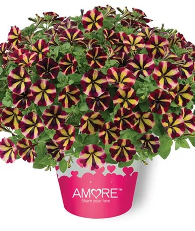 Petunia x atkinsiana