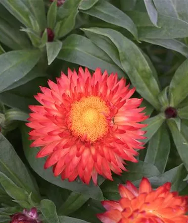 Helichrysum bracteatum