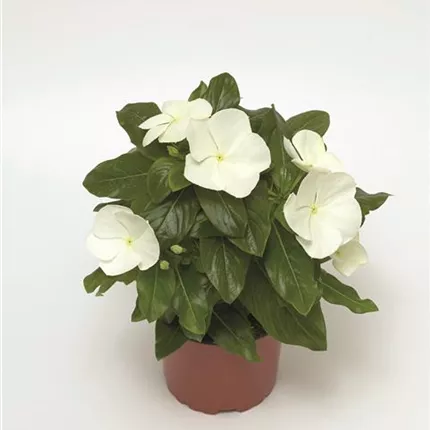 CAT CoraXDRWhite_L 415645.jpg