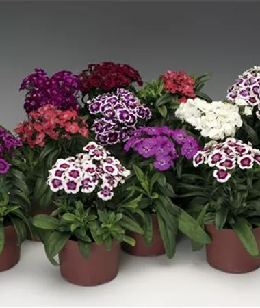 Dianthus barbatus