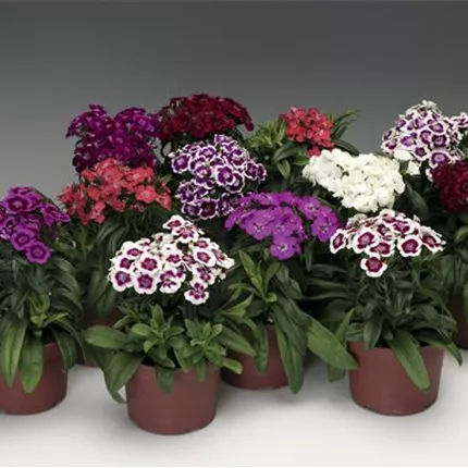 DIA_Barbarini® F1_Formula Mix_438800_38608-70001028-BarbariniFormulaMix_L_KATALOG.jpg