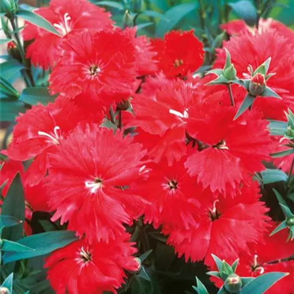 DIA_Clarion® F1_Scarlet_440280_5280-70003110_KATALOG.jpg