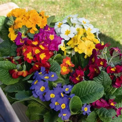 PRI_Crescendo F1_Mix_468770_U4290193.jpg