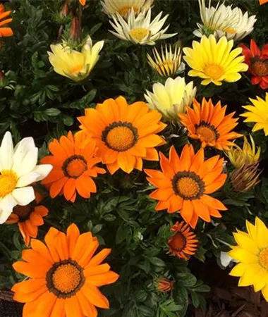 Gazania x rigens