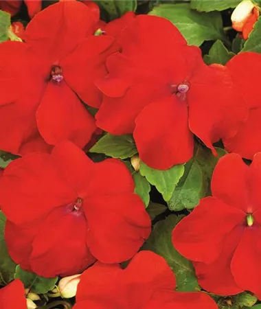 Impatiens walleriana
