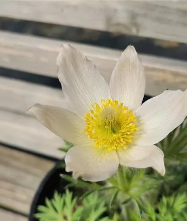 Pulsatilla vulgaris