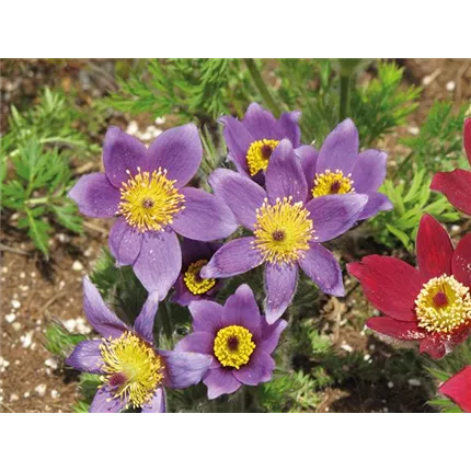 PUL Bells Violet 473405 IMG_7342_KATALOG.jpg