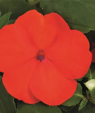 Impatiens walleriana