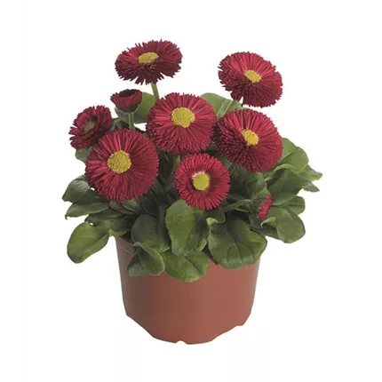 BEL_Speedstar® Plus_Red_409200_D2221041_KATALOG.jpg