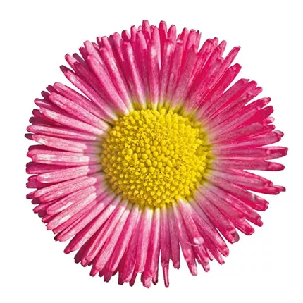 BEL_Speedstar® Plus_Rose_409205_D2191152.jpg