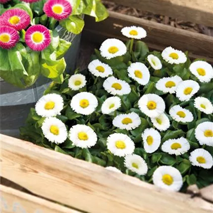 BEL_Speedstar® Plus_White_409210_D2XX1151.jpg