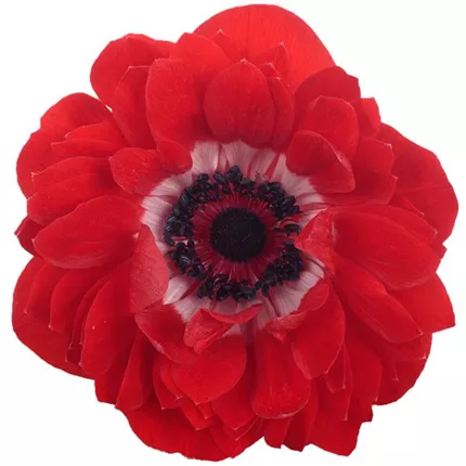 ANE_Animo® Double_Mix_402450_Anemone-Harmony-Double-Scarlet.jpg