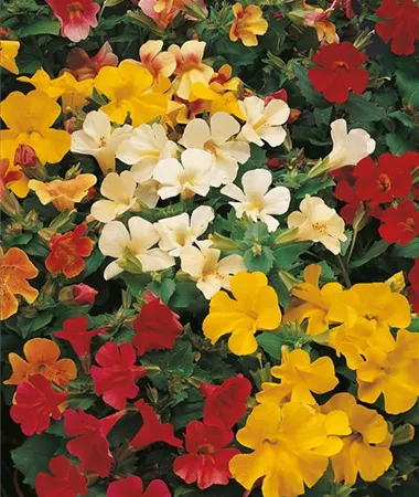 Mimulus x hybridus