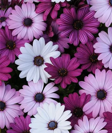 Osteospermum ecklonis