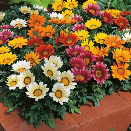 GAZ_Siesta® F1_Mix_444400_23609-70002733_KATALOG.jpg