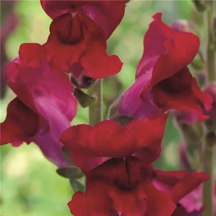 ANT_RocketF1_Red 403680_bearbeitet_KATALOGBILD.jpg