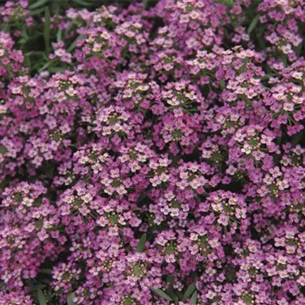 LOB Easter Bonnet Deep Pink 455600 IMG_8066.jpg