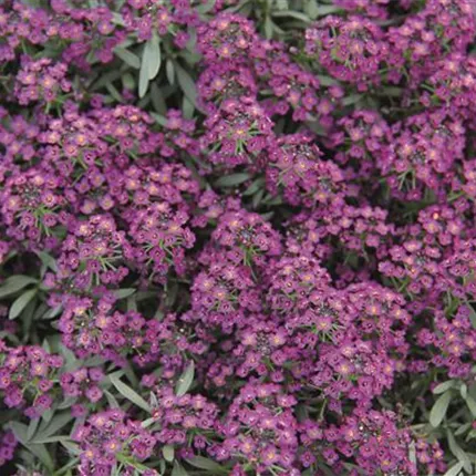 LOB Easter Bonnet Violet 455620 IMG_8072.jpg