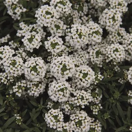 LOB Easter Bonnet White 455625 IMG_8080.jpg