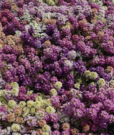 Lobularia maritima