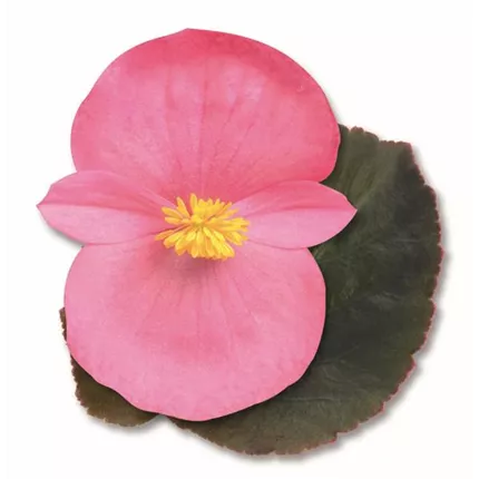 BEG Big Rose with bronze leaf 406410 C4130103-2.jpg