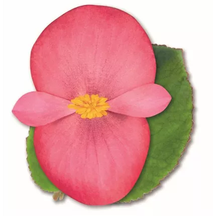 BEG Big Rose with Green leaf 406415 C4030143.jpg