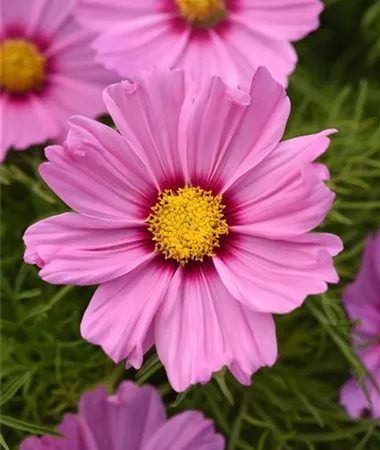 Cosmos bipinnatus