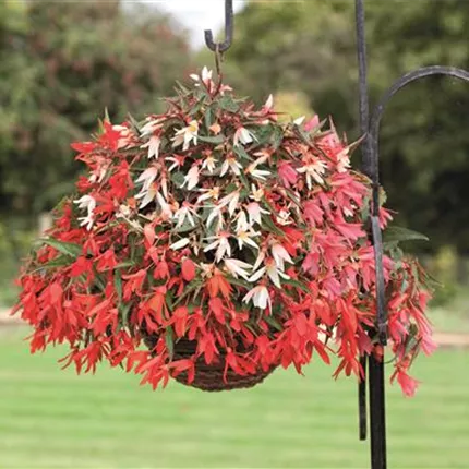 BEG La Paz Rose Red Appleblossom Trio 406660 406670 406675 Mixed 2 13093548.jpg