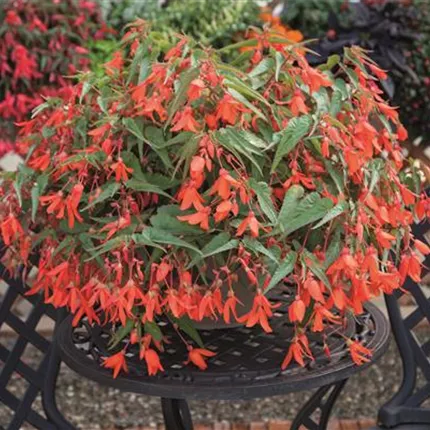 BEG La Paz Orange 15047455 406665.jpg