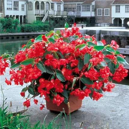 BEG_DragonWingF1_Red_407005.jpg BEG_DragonWingF1_Red_407005.jpg