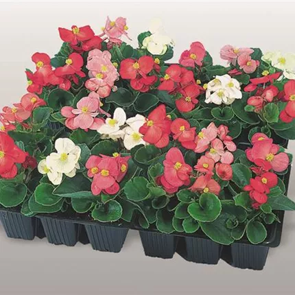 BEG Super Olympia Mix 407600 C2500984.jpg