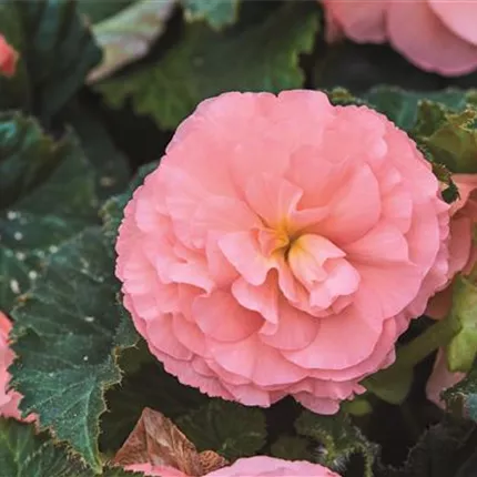 BEG_Tubby_Pink_408627.jpg BEG_Tubby_Pink_408627.jpg