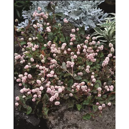 POL Caramel Candy 468100_bearbeitet_KATALOGBILD.jpg