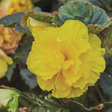 BEG_Tubby_Yellow_408650.jpg BEG_Tubby_Yellow_408650.jpg