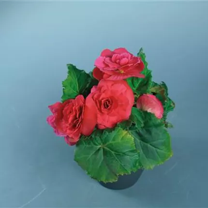 BEG_Nonstop® F1_Deep Rose_408825_C7440172.jpg