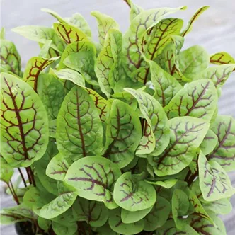 Rumex sanguineus