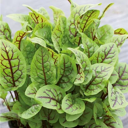 Rumex sanguineus