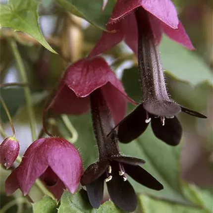 RHO_Purple Bells_474300_RH-5000-17.jpg