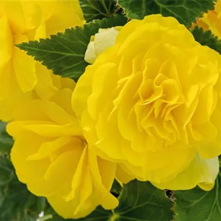 BEG_Nonstop® F1_Yellow_408885_C7170182_KATALOG.jpg