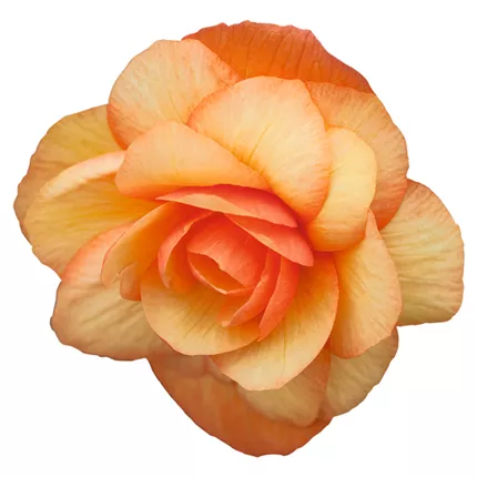 BEG_Illumination® F1_Apricot_409100_84 │ SEED_C9200132.png