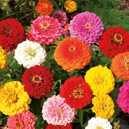 ZIN_Gulliver_FormulaMix_490195.jpg ZIN_Gulliver_FormulaMix_490195.jpg