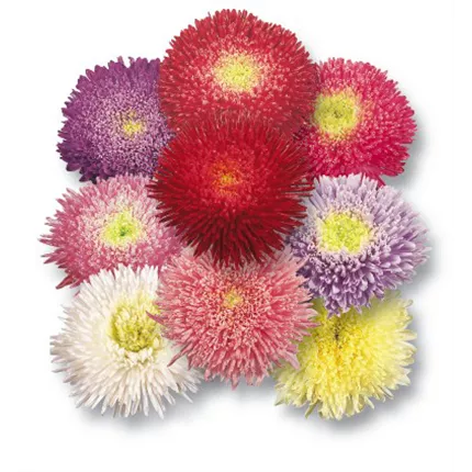 CAL_Riesen-Prinzess_Formula Mix_413295_F4261101_KATALOG.jpg