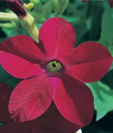 Nicotiana alata