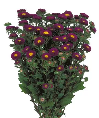 Callistephus chinensis