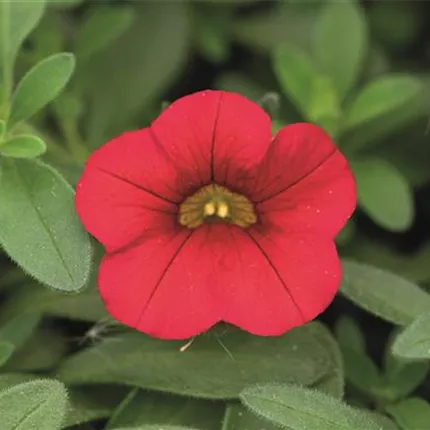 CAL Calita Deep Red 411210_DSC6150.jpg