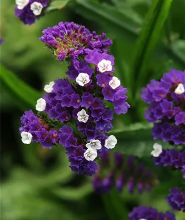 Limonium sinuatum