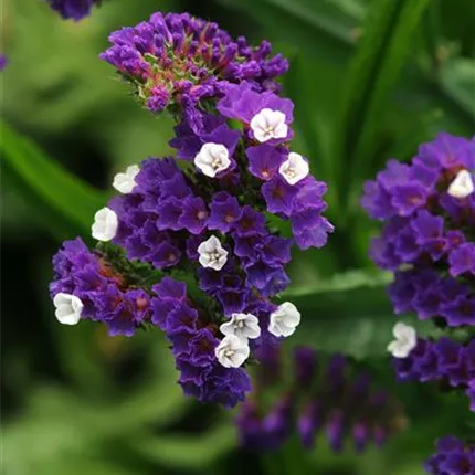 LIM_Fortress_Dark Blue_454625__pas_LIM13-16279_KATALOG.jpg