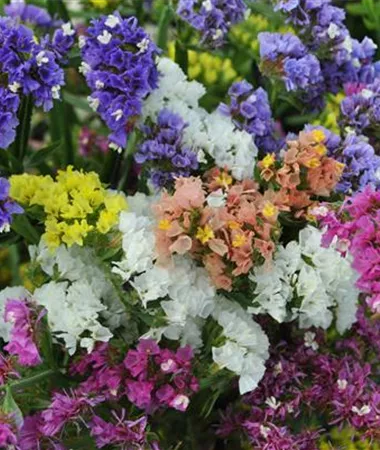 Limonium sinuatum